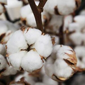 KVITER White Cotton 25 Seeds - Gossypium Hirsutum Cotton Plant, Easy Grow Perennial Shrub Upland Cotton, Winter Hardy Showy Flowers Plants, Mexican Cotton Seeds for Growing