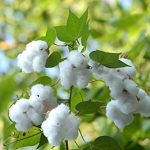 KVITER White Cotton 25 Seeds - Gossypium Hirsutum Cotton Plant, Easy Grow Perennial Shrub Upland Cotton, Winter Hardy Showy Flowers Plants, Mexican Cotton Seeds for Growing