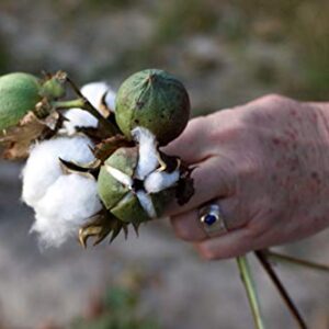 KVITER White Cotton 25 Seeds - Gossypium Hirsutum Cotton Plant, Easy Grow Perennial Shrub Upland Cotton, Winter Hardy Showy Flowers Plants, Mexican Cotton Seeds for Growing