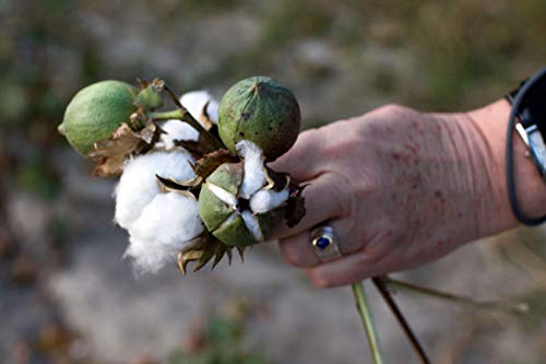 KVITER White Cotton 25 Seeds - Gossypium Hirsutum Cotton Plant, Easy Grow Perennial Shrub Upland Cotton, Winter Hardy Showy Flowers Plants, Mexican Cotton Seeds for Growing