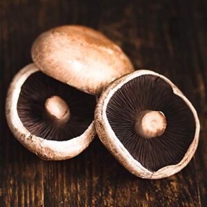 100 grams of portobello mushroom spawn mycelium to grow gourmet mushrooms at home or commercially - g1 or g2 spawn