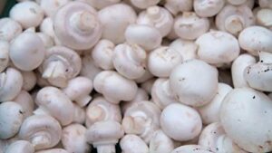 100 grams of white button mushroom spawn mycelium to grow gourmet mushrooms at home or commercially - g1 or g2 spawn