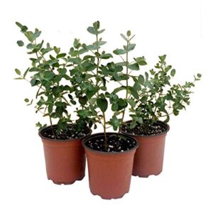 live aromatic and healthy herb - eucalyptus (4 per pack), improved breathing and air quality, 10" tall by 3" wide