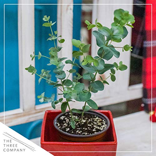 Live Aromatic and Healthy Herb - Eucalyptus (4 Per Pack), Improved Breathing and Air Quality, 10" Tall by 3" Wide