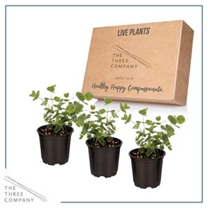 Live Aromatic and Healthy Herb - Eucalyptus (4 Per Pack), Improved Breathing and Air Quality, 10" Tall by 3" Wide