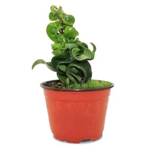 california tropicals live hindu rope hoya carnosa - unique indoor house plant gift idea for home decor, potted in a 4" inch pot perfect for beginners, patio, living room, office & outdoor gardening