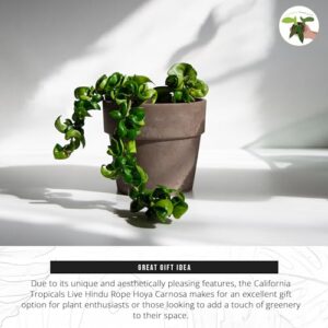 California Tropicals Live Hindu Rope Hoya Carnosa - Unique Indoor House Plant Gift Idea for Home Decor, Potted in a 4" Inch Pot Perfect for Beginners, Patio, Living Room, Office & Outdoor Gardening