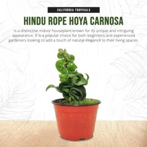 California Tropicals Live Hindu Rope Hoya Carnosa - Unique Indoor House Plant Gift Idea for Home Decor, Potted in a 4" Inch Pot Perfect for Beginners, Patio, Living Room, Office & Outdoor Gardening