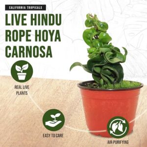 California Tropicals Live Hindu Rope Hoya Carnosa - Unique Indoor House Plant Gift Idea for Home Decor, Potted in a 4" Inch Pot Perfect for Beginners, Patio, Living Room, Office & Outdoor Gardening