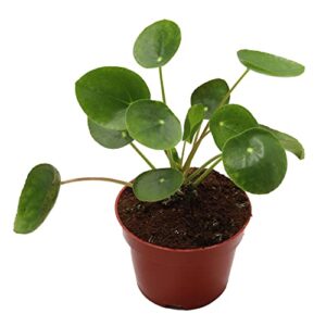 california tropicals rare chinese money plant (pilea peperomioides) - live house plant, 4 inch pot for easy care, perfect for office, home & feng shui decor, real plants for gardening