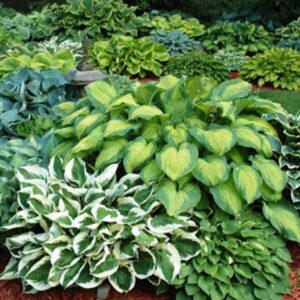 mixed heart-shaped hosta bare roots - rich green foliage, low maintenance, heart shaped leaves - 6 roots