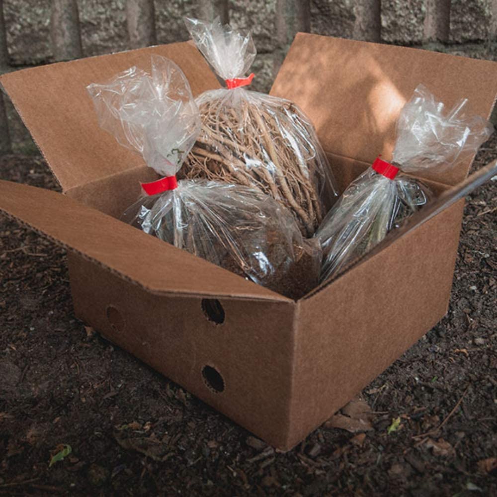 Mixed Heart-Shaped Hosta Bare Roots - Rich Green Foliage, Low Maintenance, Heart Shaped Leaves - 6 Roots