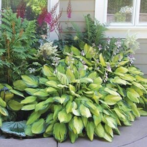 Mixed Heart-Shaped Hosta Bare Roots - Rich Green Foliage, Low Maintenance, Heart Shaped Leaves - 6 Roots