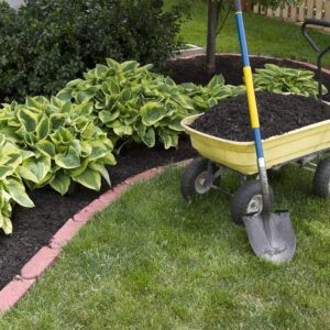 Mixed Heart-Shaped Hosta Bare Roots - Rich Green Foliage, Low Maintenance, Heart Shaped Leaves - 6 Roots