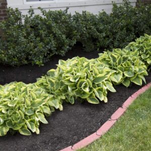 Mixed Heart-Shaped Hosta Bare Roots - Rich Green Foliage, Low Maintenance, Heart Shaped Leaves - 6 Roots