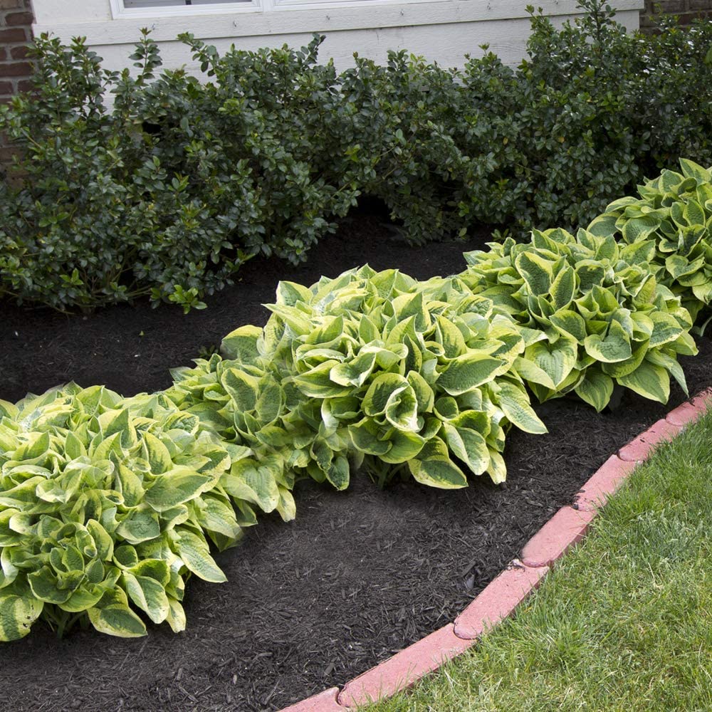 Mixed Heart-Shaped Hosta Bare Roots - Rich Green Foliage, Low Maintenance, Heart Shaped Leaves - 6 Roots