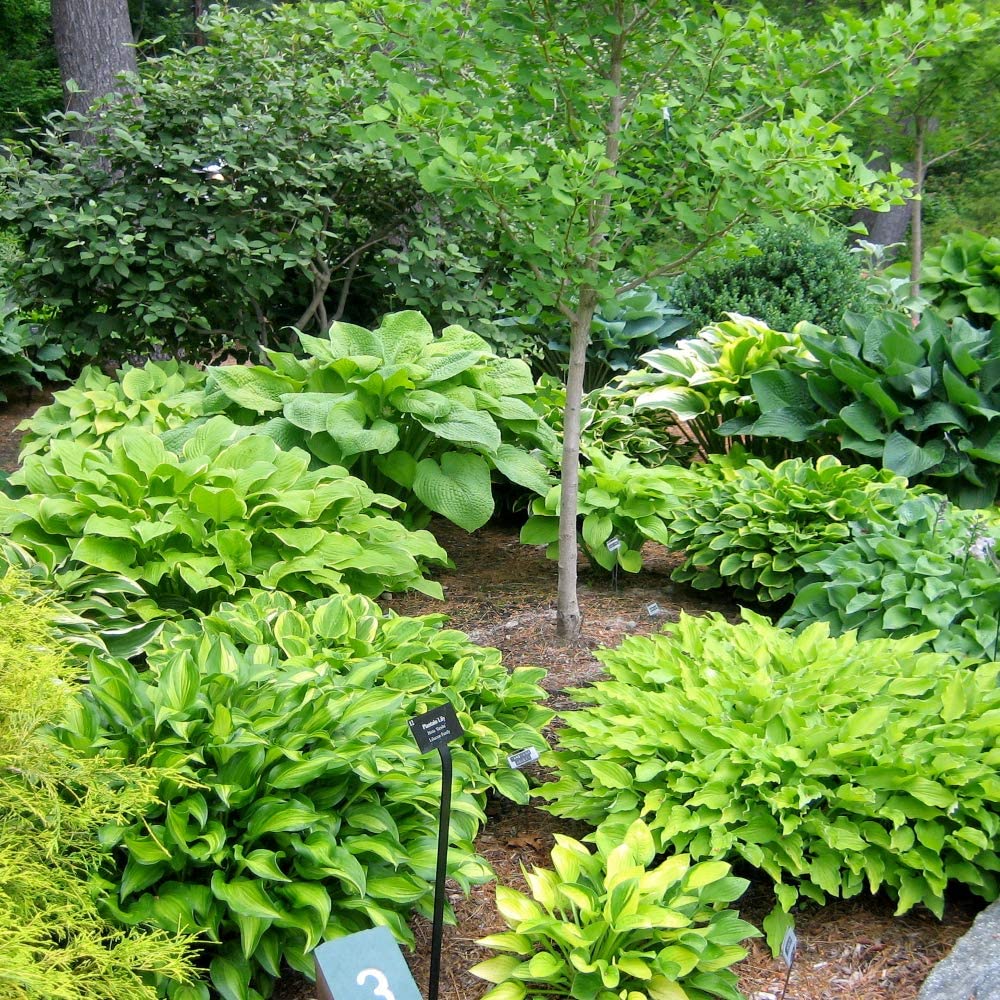 Mixed Heart-Shaped Hosta Bare Roots - Rich Green Foliage, Low Maintenance, Heart Shaped Leaves - 6 Roots