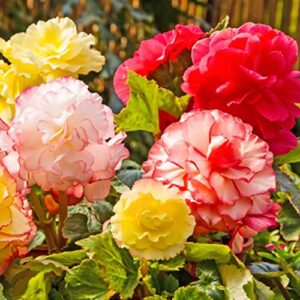 3 giant blooming mixed begonia flower bulbs - easy to grow, colorful variety mix of pink, yellow, white, red and orange blooms - touch of eco