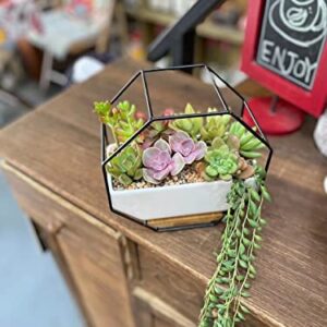 Ivolador Modern Wall Planter, Metal Wire Octagon Design Wall-Mounted Shelves with Ceramic Flower Pot, Air Plant Container Hanging Vase Desktop Succulents Planter-Black