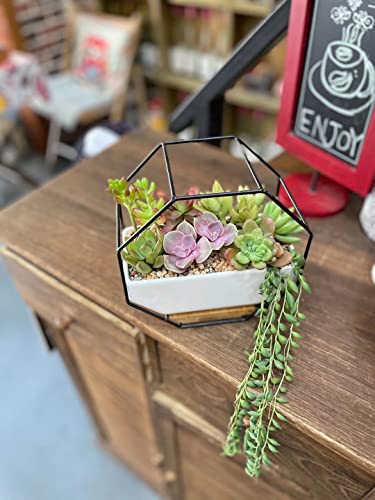 Ivolador Modern Wall Planter, Metal Wire Octagon Design Wall-Mounted Shelves with Ceramic Flower Pot, Air Plant Container Hanging Vase Desktop Succulents Planter-Black