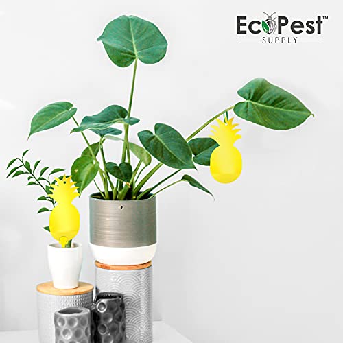 Sticky Fruit Fly and Gnat Traps – 12 Pack | Yellow Fly Paper Trap for House Plants and Gnat Sticky Traps for Fruit Flies, Fungus Gnats, and Other Flying Insects | Indoor and Outdoor Fly Tape