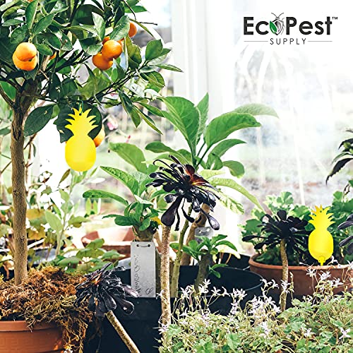 Sticky Fruit Fly and Gnat Traps – 12 Pack | Yellow Fly Paper Trap for House Plants and Gnat Sticky Traps for Fruit Flies, Fungus Gnats, and Other Flying Insects | Indoor and Outdoor Fly Tape