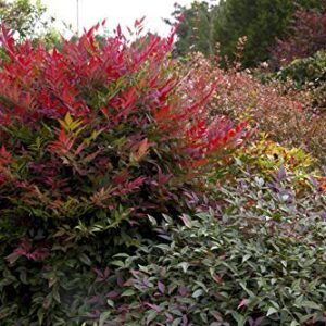 2 Gal. Obsession Nandina Shrub