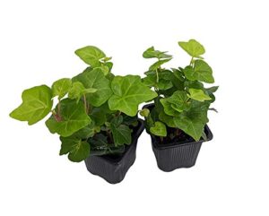 irish ivy - hedera english ivy - 2 pack 3" pots - easy to grow, indoors