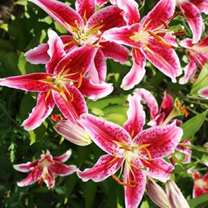 stargazer oriental lilies (12 pack of bulbs) - freshly dug flower bulbs