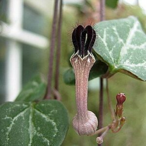 String of Hearts - Hearts Entangled -Ceropegia woodii-2.5" Pot-Collector' Series