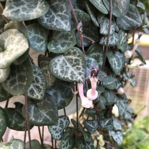 String of Hearts - Hearts Entangled -Ceropegia woodii-2.5" Pot-Collector' Series