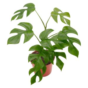 california tropicals tetrasperma - the rare mini monstera plant, live 6" indoor & outdoor houseplant, easy care & purifying air for tiny homes & office interior garden