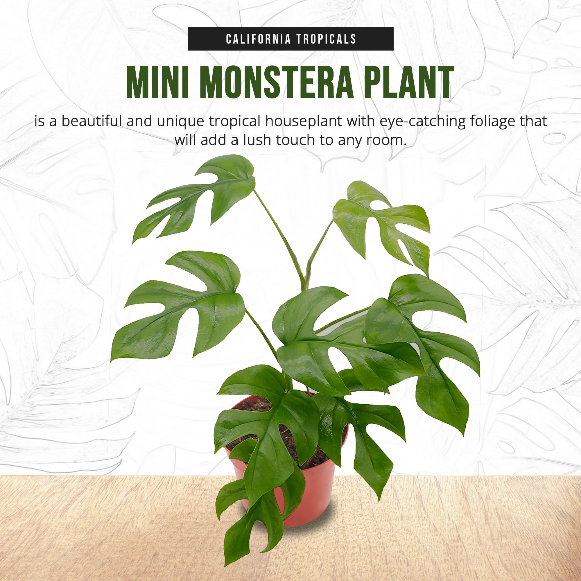 California Tropicals Tetrasperma - The Rare Mini Monstera Plant, Live 6" Indoor & Outdoor Houseplant, Easy Care & Purifying Air for Tiny Homes & Office Interior Garden