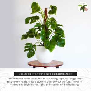 California Tropicals Tetrasperma - The Rare Mini Monstera Plant, Live 6" Indoor & Outdoor Houseplant, Easy Care & Purifying Air for Tiny Homes & Office Interior Garden