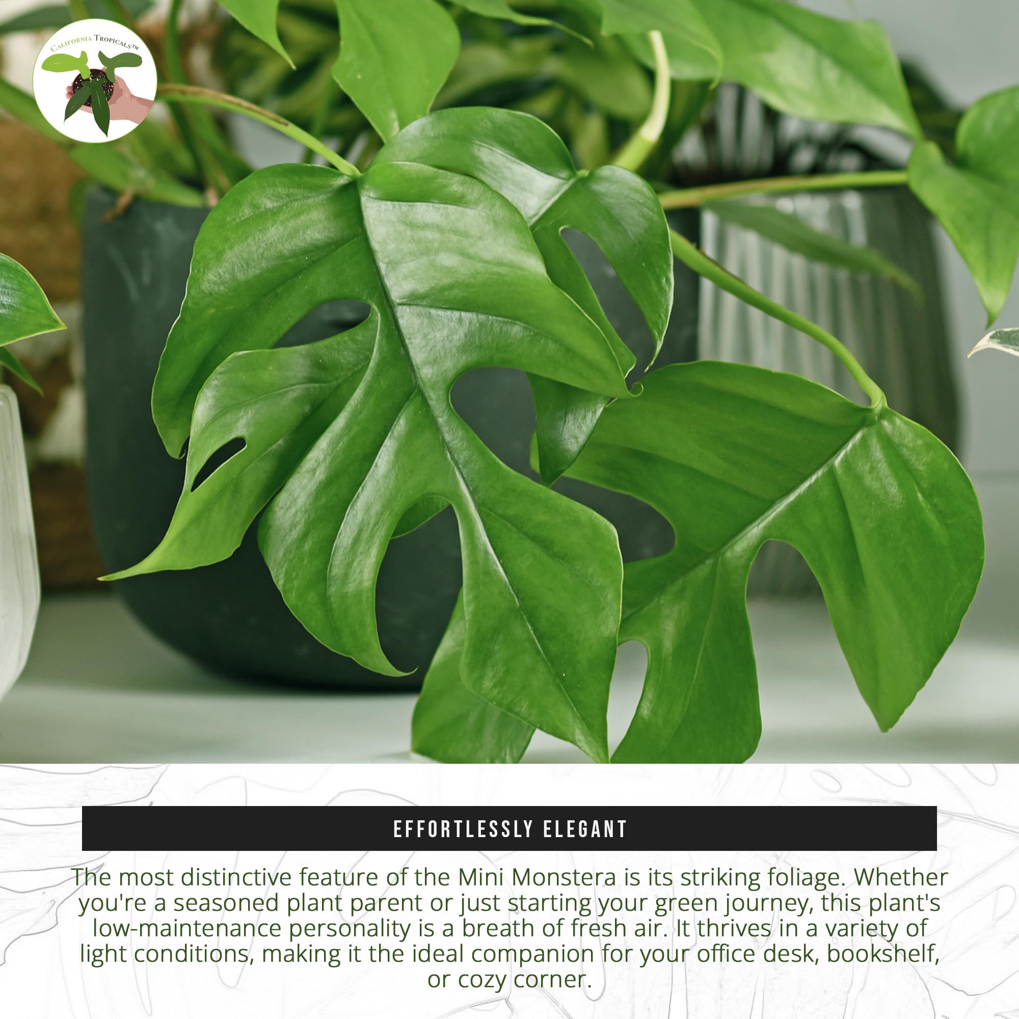 California Tropicals Tetrasperma - The Rare Mini Monstera Plant, Live 6" Indoor & Outdoor Houseplant, Easy Care & Purifying Air for Tiny Homes & Office Interior Garden