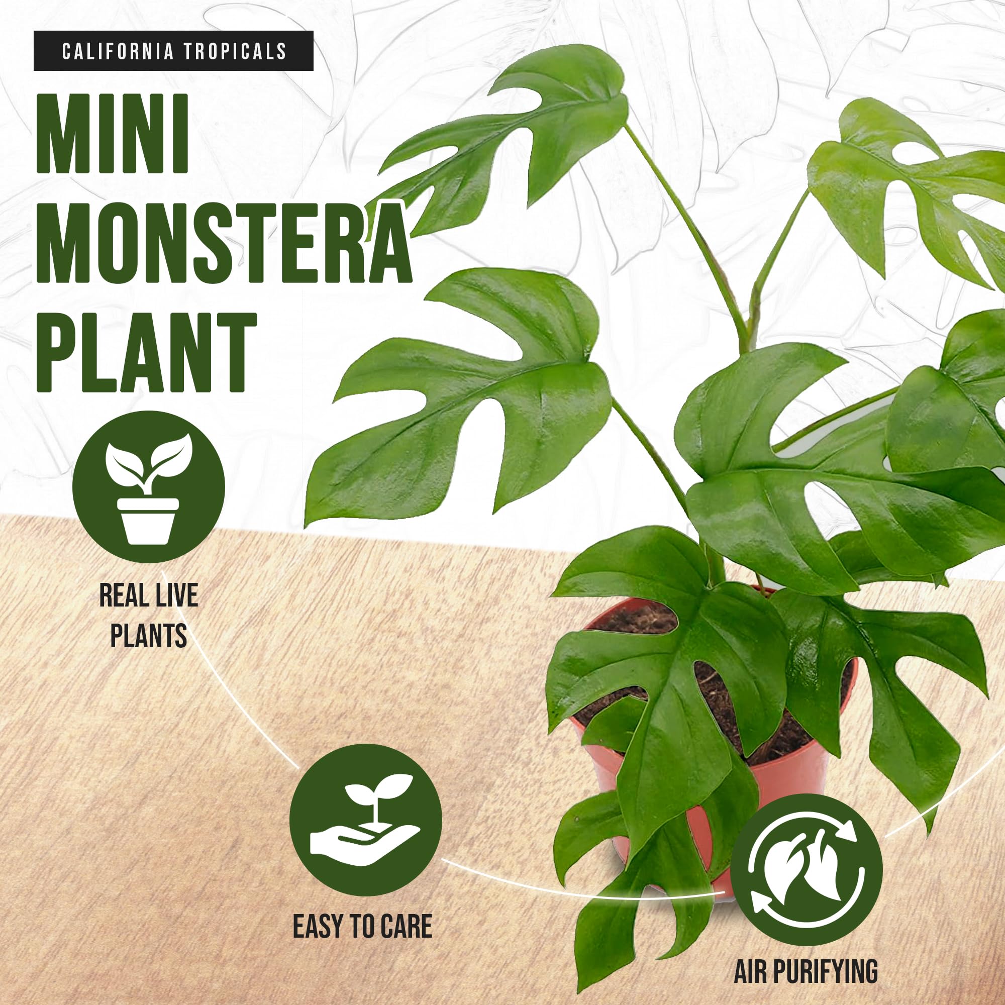 California Tropicals Tetrasperma - The Rare Mini Monstera Plant, Live 6" Indoor & Outdoor Houseplant, Easy Care & Purifying Air for Tiny Homes & Office Interior Garden