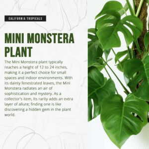 California Tropicals Tetrasperma - The Rare Mini Monstera Plant, Live 6" Indoor & Outdoor Houseplant, Easy Care & Purifying Air for Tiny Homes & Office Interior Garden
