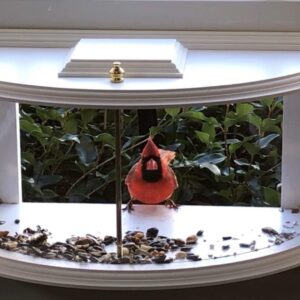 Clearview Window Bird Feeder by Paradise Birdhouses