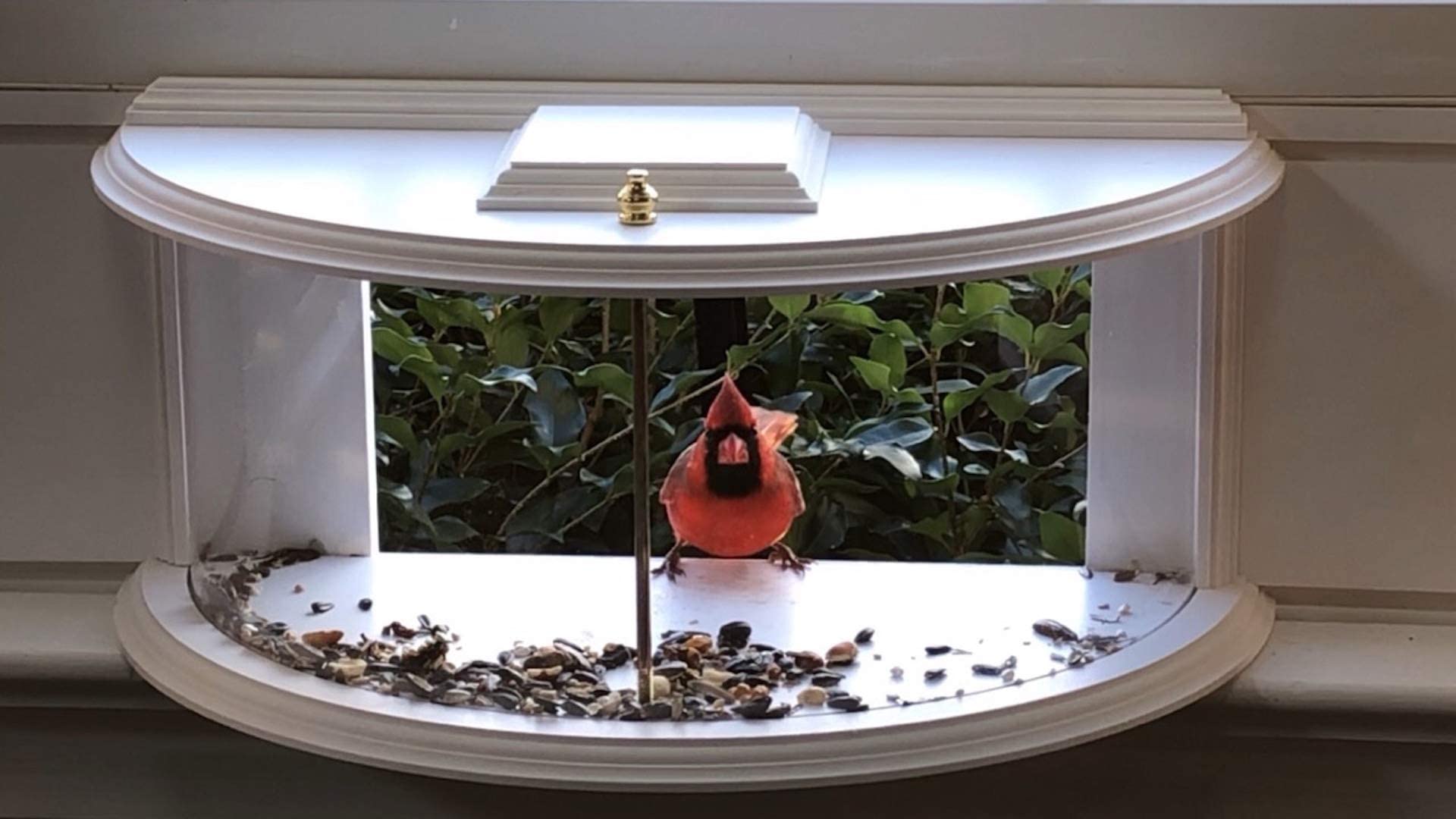 Clearview Window Bird Feeder by Paradise Birdhouses