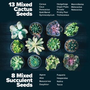 Succulent & Cactus Seed Kit for Planting – [Enthusiasts Favorites] Premium Cactus & Succulent Starter Kit: 4 Planters, Drip Trays, Markers, Seeds Mix, Soil - DIY Gift Kits (Original Edition)