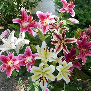 Mixed Oriental Lilies (8 Pack of Bulbs) - Freshly Dug Lily Flower Bulbs