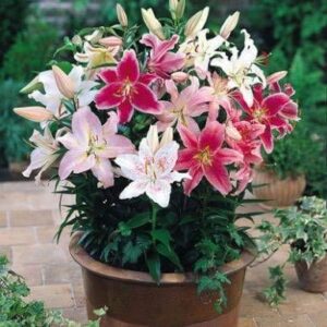 Mixed Oriental Lilies (8 Pack of Bulbs) - Freshly Dug Lily Flower Bulbs