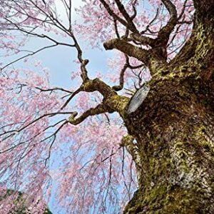 Weeping Cherry Blossom (shidare Sakura) cuttings 10 pcs (Deep Pink)