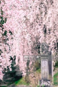 weeping cherry blossom (shidare sakura) cuttings 10 pcs (deep pink)