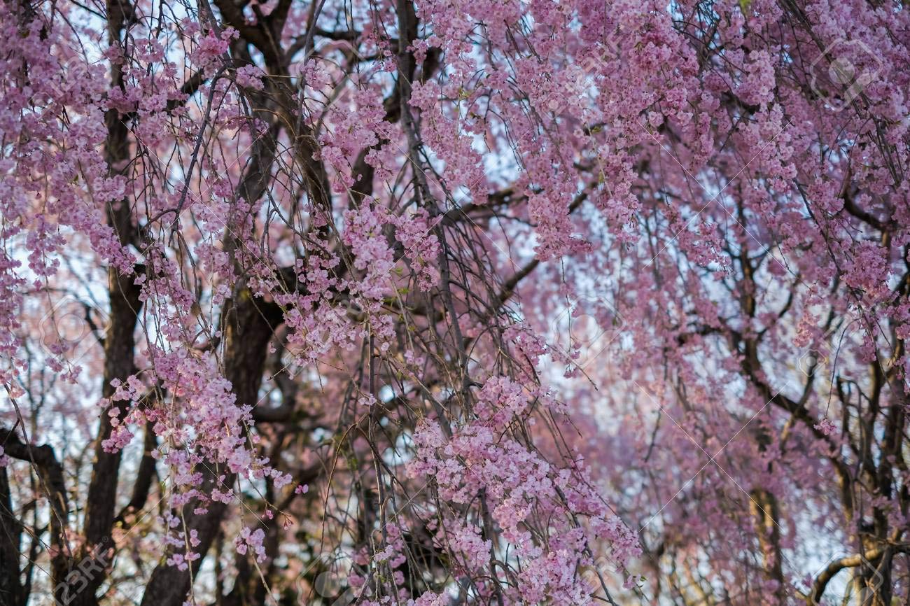 Weeping Cherry Blossom (shidare Sakura) cuttings 10 pcs (Deep Pink)