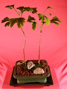 deciduous bonsai, ginkgo, mini forest style, turn golden yellow leaves in fall, 5 years old