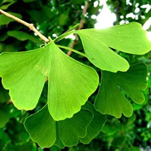 Deciduous Bonsai, Ginkgo, Mini Forest Style, Turn Golden Yellow Leaves in Fall, 5 Years Old