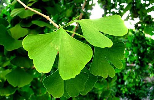 Deciduous Bonsai, Ginkgo, Mini Forest Style, Turn Golden Yellow Leaves in Fall, 5 Years Old