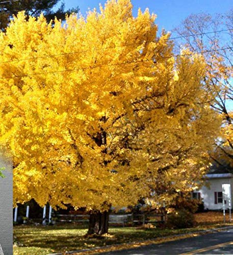 Deciduous Bonsai, Ginkgo, Mini Forest Style, Turn Golden Yellow Leaves in Fall, 5 Years Old