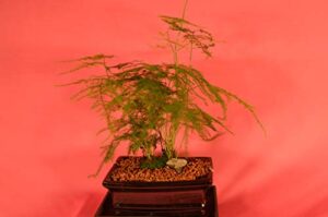 indoor bonsai, asparagus fern, 6 years old, berries